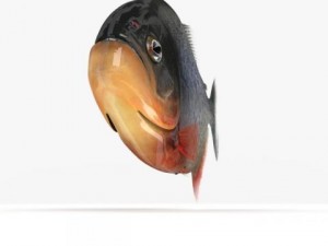 piranha fish 3D 모델
