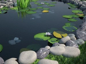 pond 3D Model