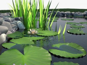 pond Model 3D
