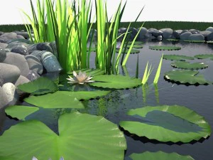 pond 3D Model