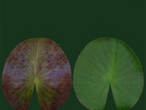 pond 3D Model