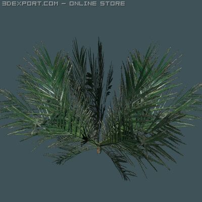 palm 3D Model .c4d .max .obj .3ds .fbx .stl .blend 