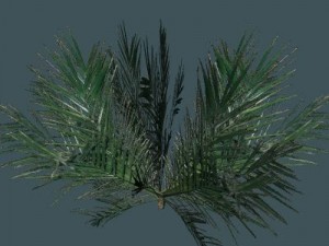 palm 3D Модель