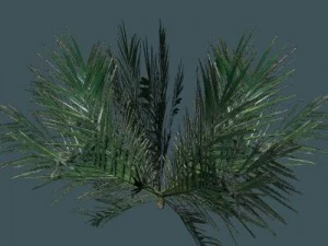 palmiye 3D Model