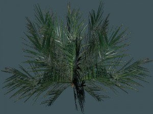 palm 3D Model