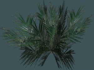 palm 3D Model