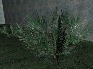 palm 3D Model