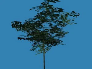 albero Modello 3D