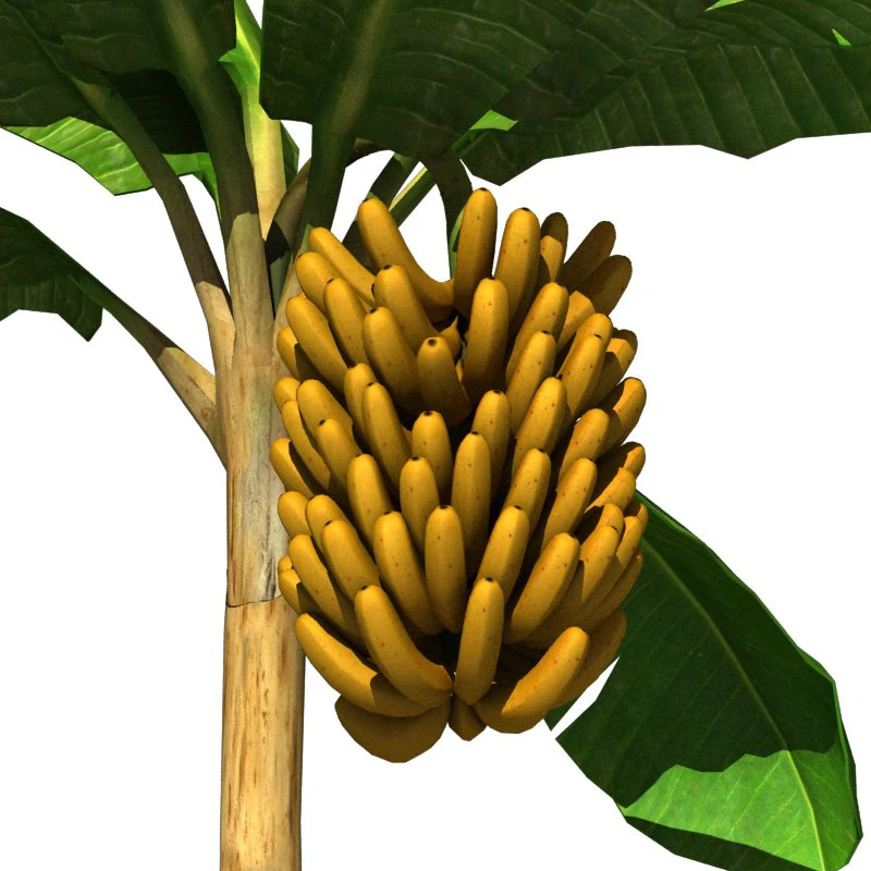 banana tree v2 3D Model .c4d .max .obj .3ds .fbx .stl .blend 