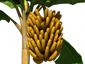 banana tree v2 Modelo 3D