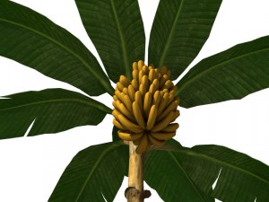 banana tree v2 3D-Modell
