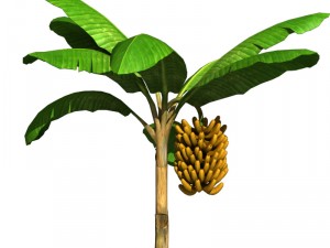 banana tree v2 3D-Modell