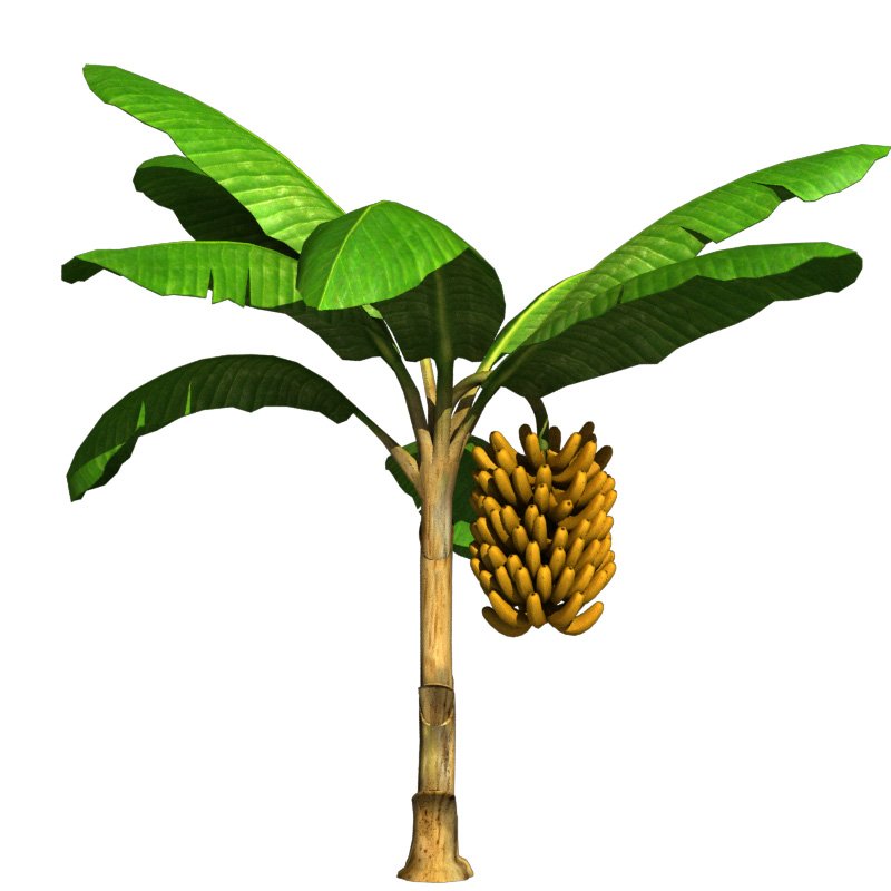 Banana Tree V2 3d Model In Tree 3dexport