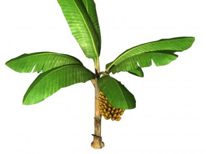 banana tree v2 3D-Modell