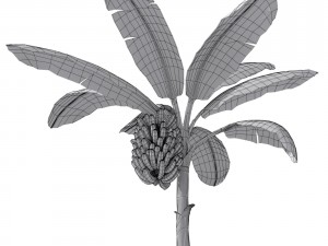 banana tree v2 3D-Modell