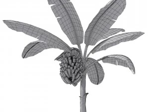 banana tree v2 3D Model