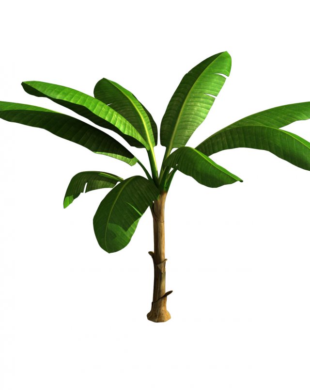 banana tree Model 3D .c4d .max .obj .3ds .fbx .stl .blend 