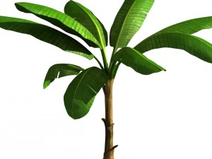 drzewo bananowe Model 3D