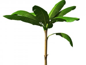 banana tree Model 3D