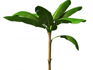banana tree 3D Model