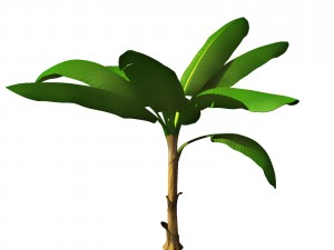 banana tree Model 3D