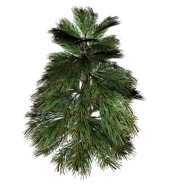 fir tree Modelo 3D .c4d .max .obj .3ds .fbx .stl .blend 
