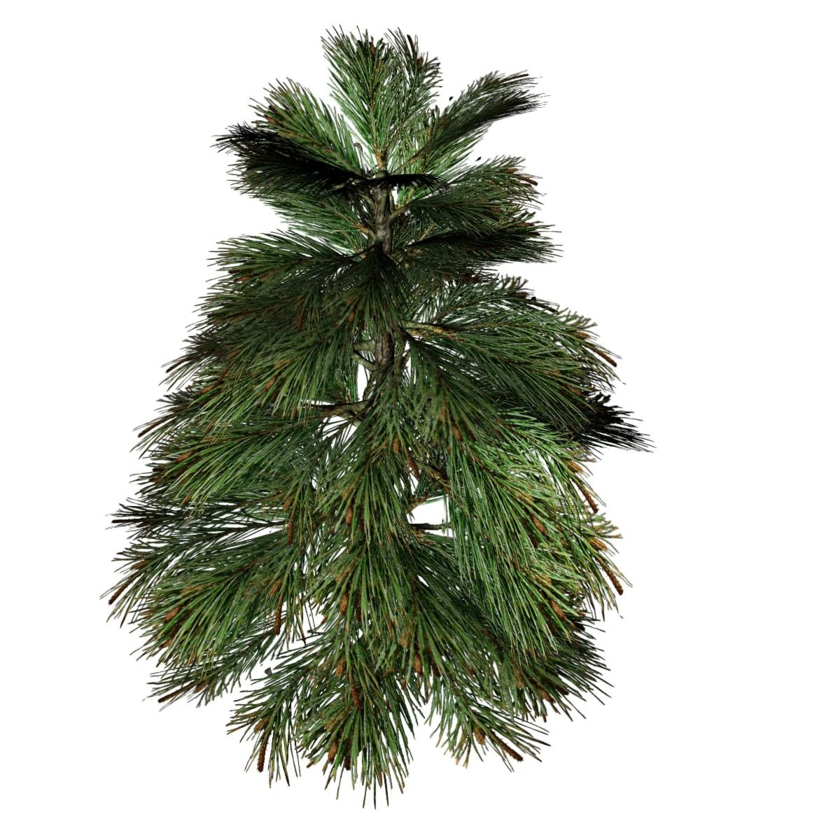 fir tree 3D Model .c4d .max .obj .3ds .fbx .stl .blend