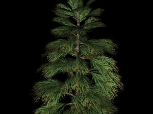 fir tree Modelo 3D