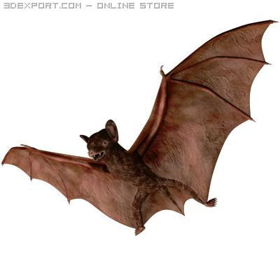 bat 3D Model .c4d .max .obj .3ds .fbx .stl .blend 
