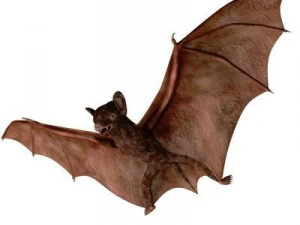 pipistrello Modello 3D