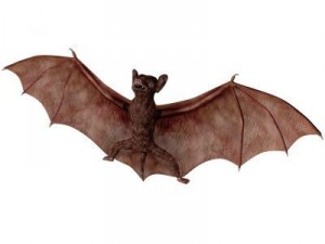bat 3Dモデル