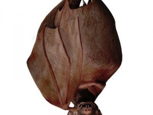 bat 3Dモデル