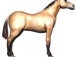 bay horse 3D-Modell