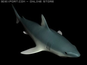 shark animated Modelo 3D