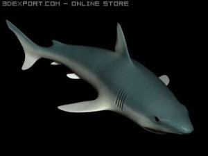 shark animated Modelo 3D