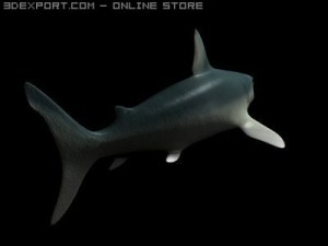 shark animated Modelo 3D