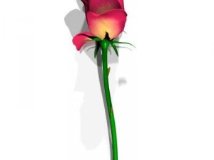 rose 3D 模型