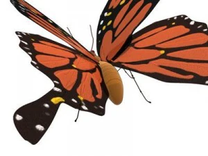 butterfly cartoon 3D Model