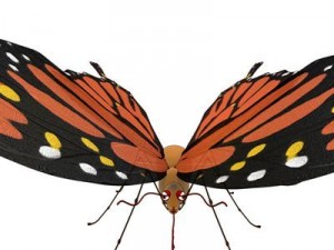 butterfly cartoon Model 3D