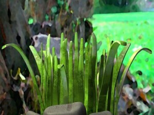 grass cartoon 3D-Modell