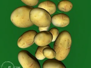 potatoes 3D Model
