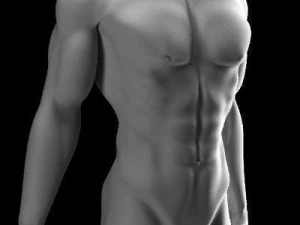 Muscular male 3D Model