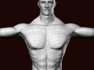 Muscular male 3D Model