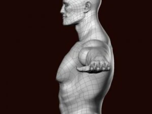 Muscular male 3D Model