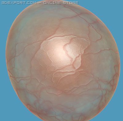 globule cell Model 3D .c4d .max .obj .3ds .fbx .stl .blend 