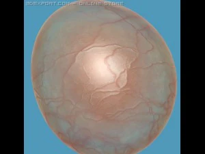 kom&oacute;rka globulowa Model 3D