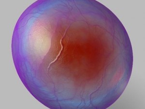 globule cell Model 3D