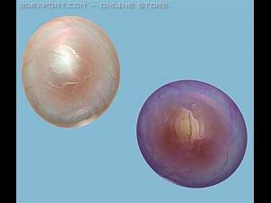 globule cell Model 3D