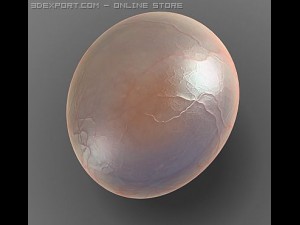 globule cell Model 3D