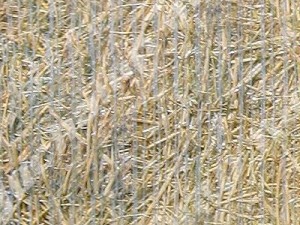 hay round bale texture CG Texturen